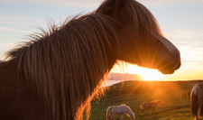 Iceland-Northern Tours-Midnight Sun Ride